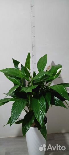 Спатифиллум