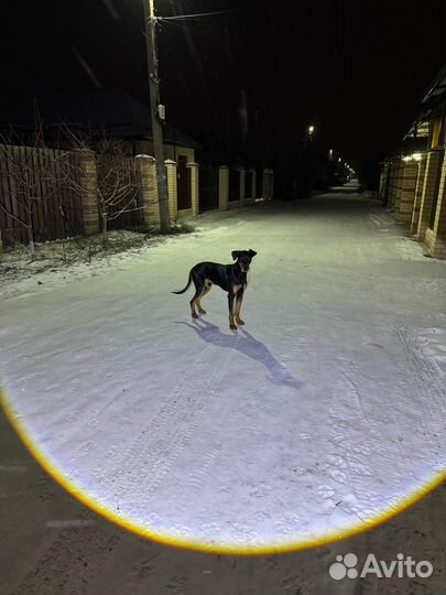 Доберман метис в добрые руки