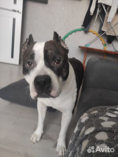 Отдам в добрые руки