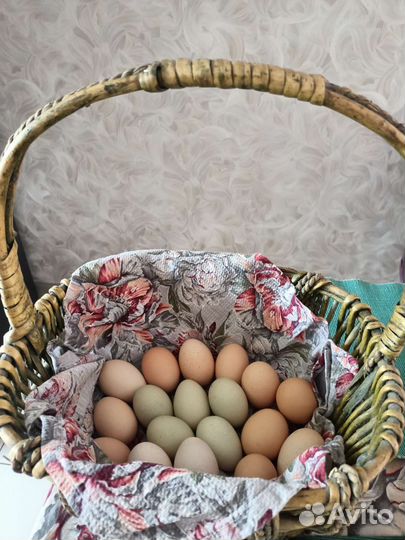 Домашние куриные яйца