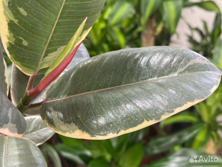 Фикус эластика Тинеке