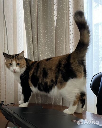 Домашние кошки