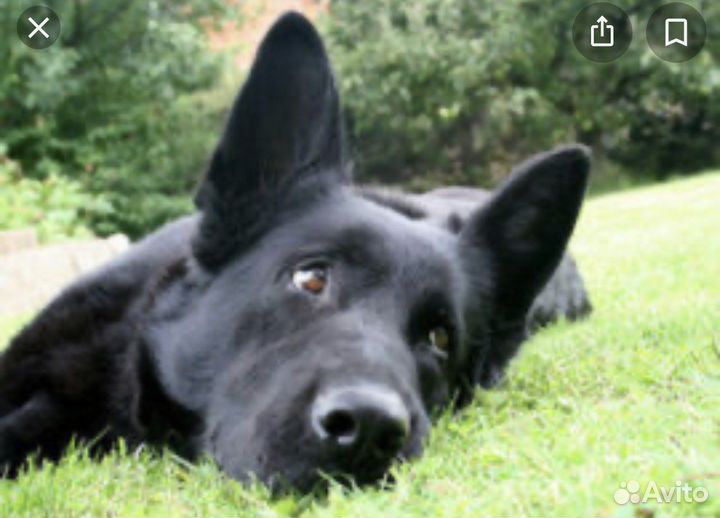 Кабель немецкой овчарки для вязки