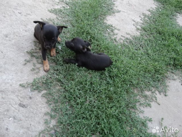 Продаются щенки той терьера