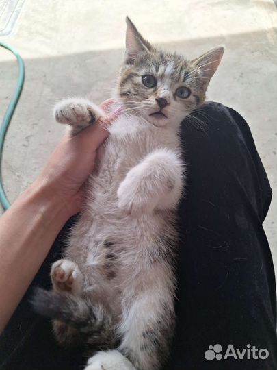 Кошка в дар