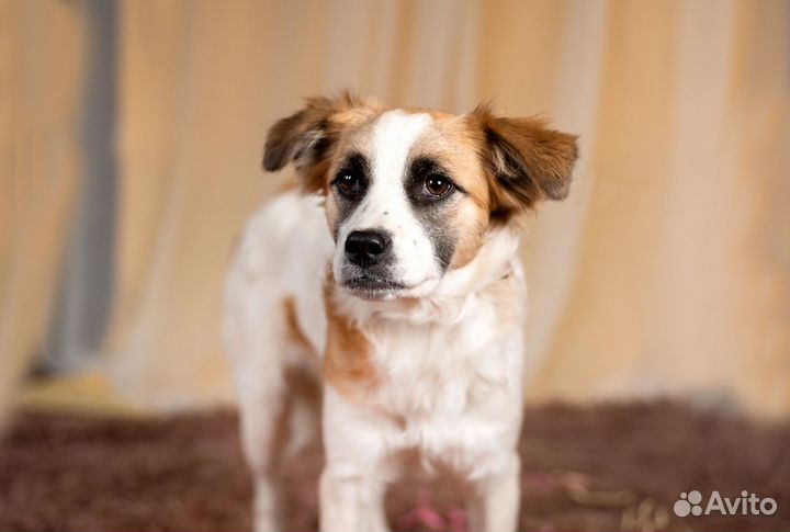 Маленькая собака в добрые руки