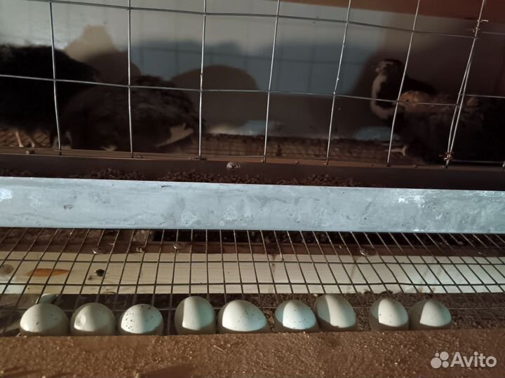 Перепела Техасс, Селадон