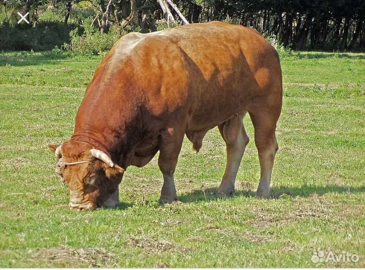 Быков, телок, коров