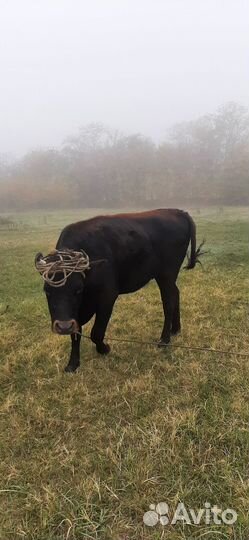 Крупный рогатый скот