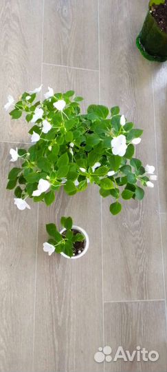 Белый бальзамин