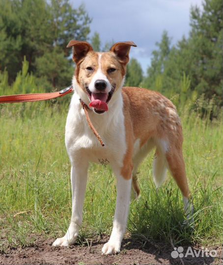 Собака Эвридика