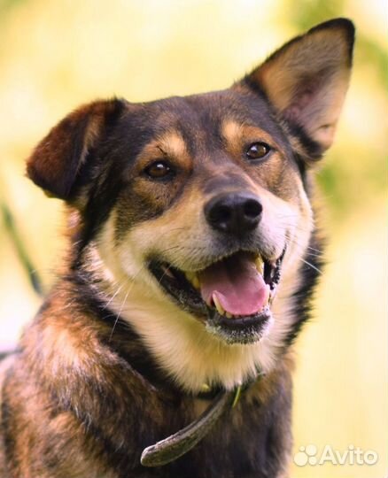 Собака из приюта в добрые руки