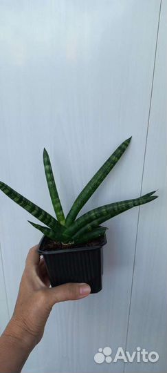 Сансивиерия цилиндрика