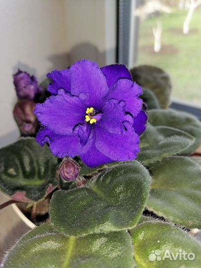 Фиалки цветущие в горшке
