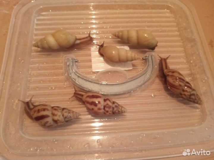 Улитки разных видов