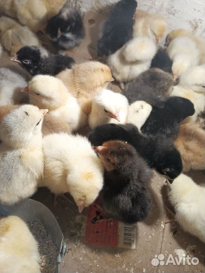Цыплята суточные