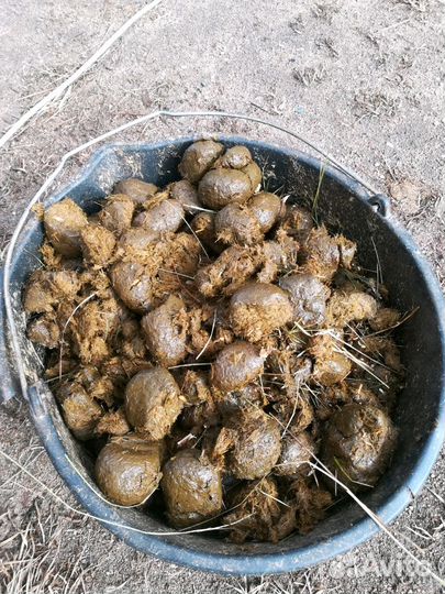 Конский навоз чистый без опилок