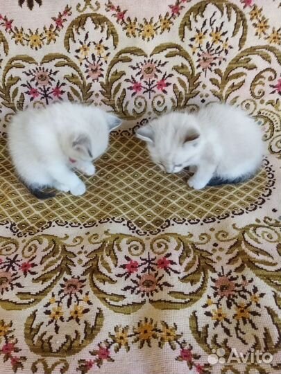 Милые котята