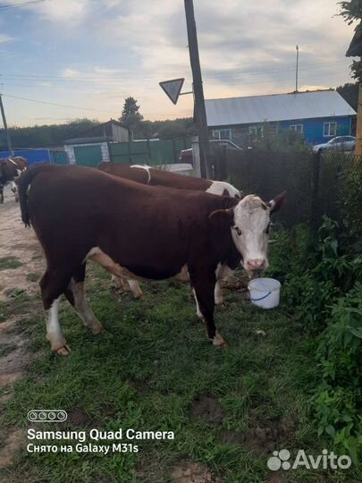 Телки стельные