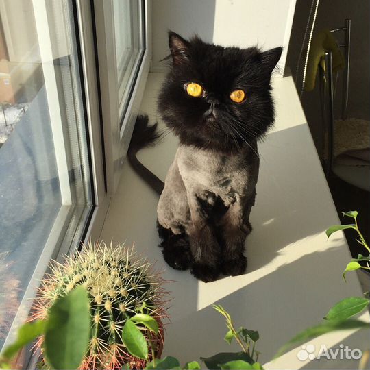 Стрижка кошек с выездом