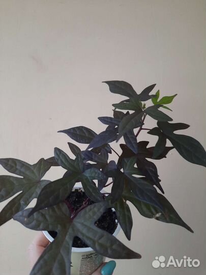 Ипомея батат