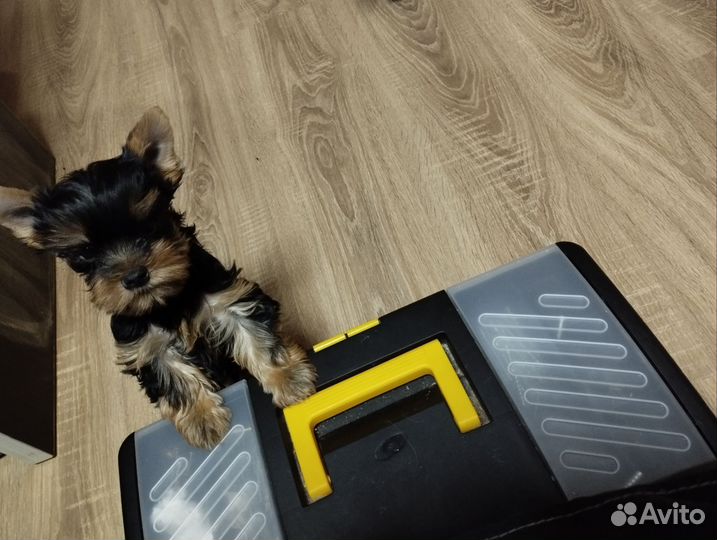 Йоркширский терьер щенки