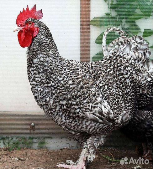 Инкубационные яйца