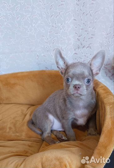 Лиловые малыши