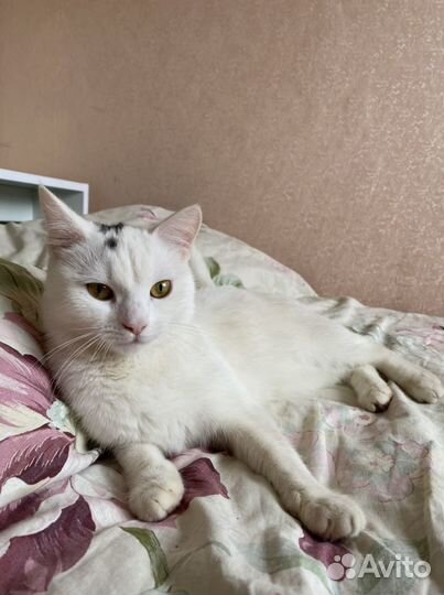 Кошка