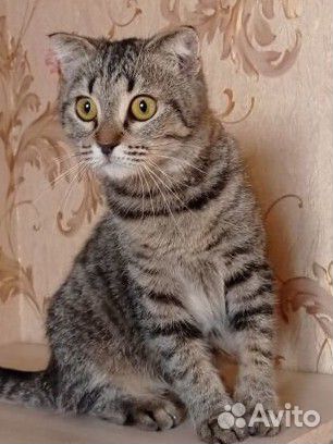 Кошка Мушка