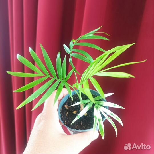 Комнатные цветы