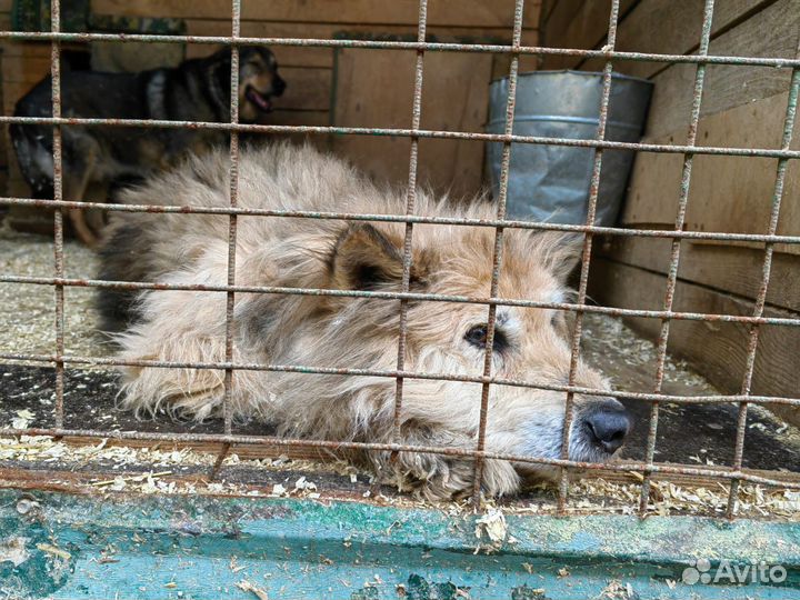 Старички ждут гостей в приюте