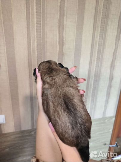 Ши-тцу