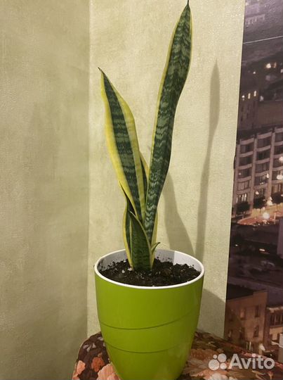 Сансевиерия лауренти