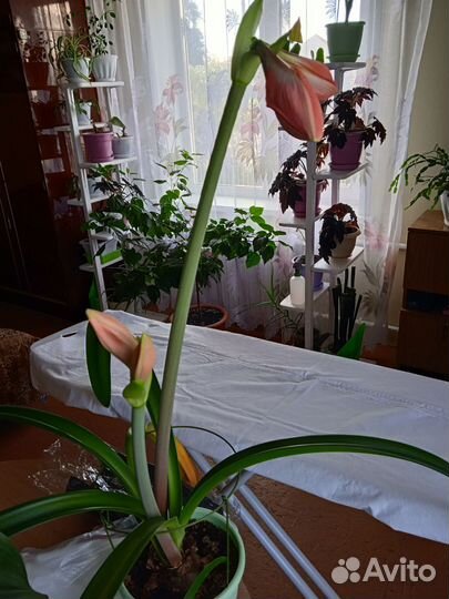 Амариллис цветущий