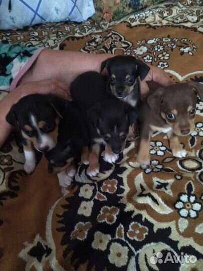 Мини той-терьер