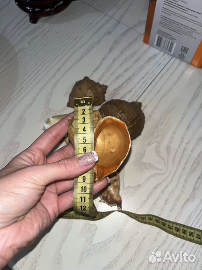 Ракушки набор