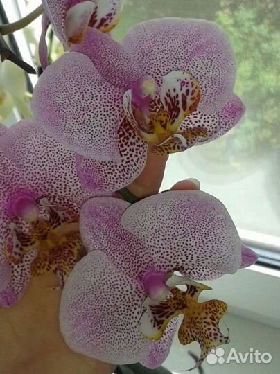 Орхидея фаленопсис Манхэттен