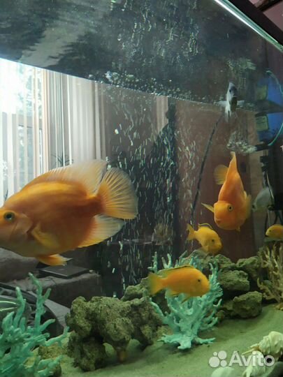 Аквариум