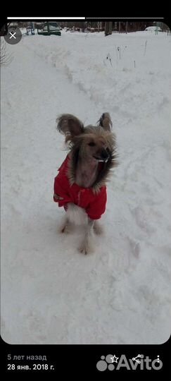 Вязка мальчик