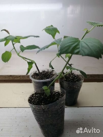 Акалифа лисий хвост Комнатный экзот