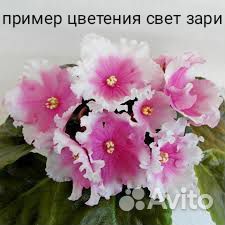 Сортовые фиалки, детки, листья