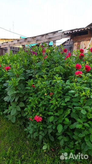 Георгины клубни