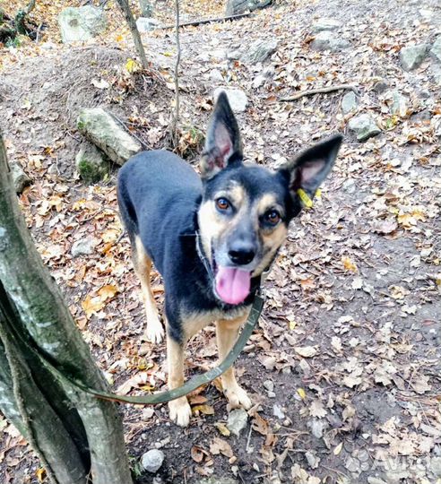 Собака в добрые руки