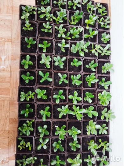 Денежное дерево толстянка крассула
