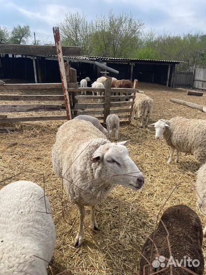 Баранчики тексель на племя