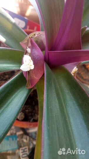 Комнатный цветок Рео