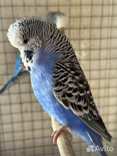 Попугай. Молодые выставочные Чехи