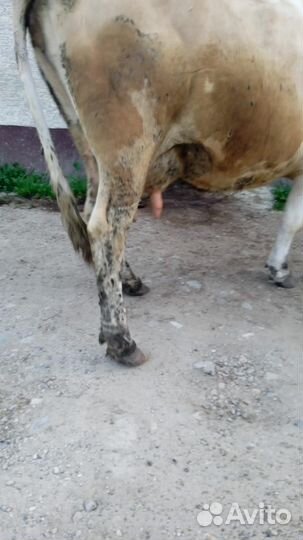 Корова дойная