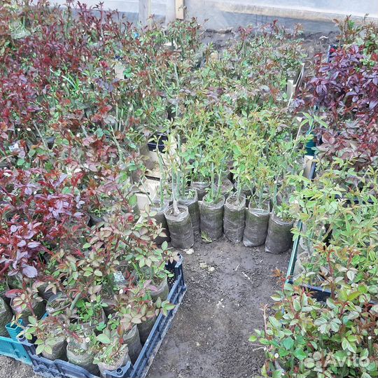 Саженцы розы оптом и розницу